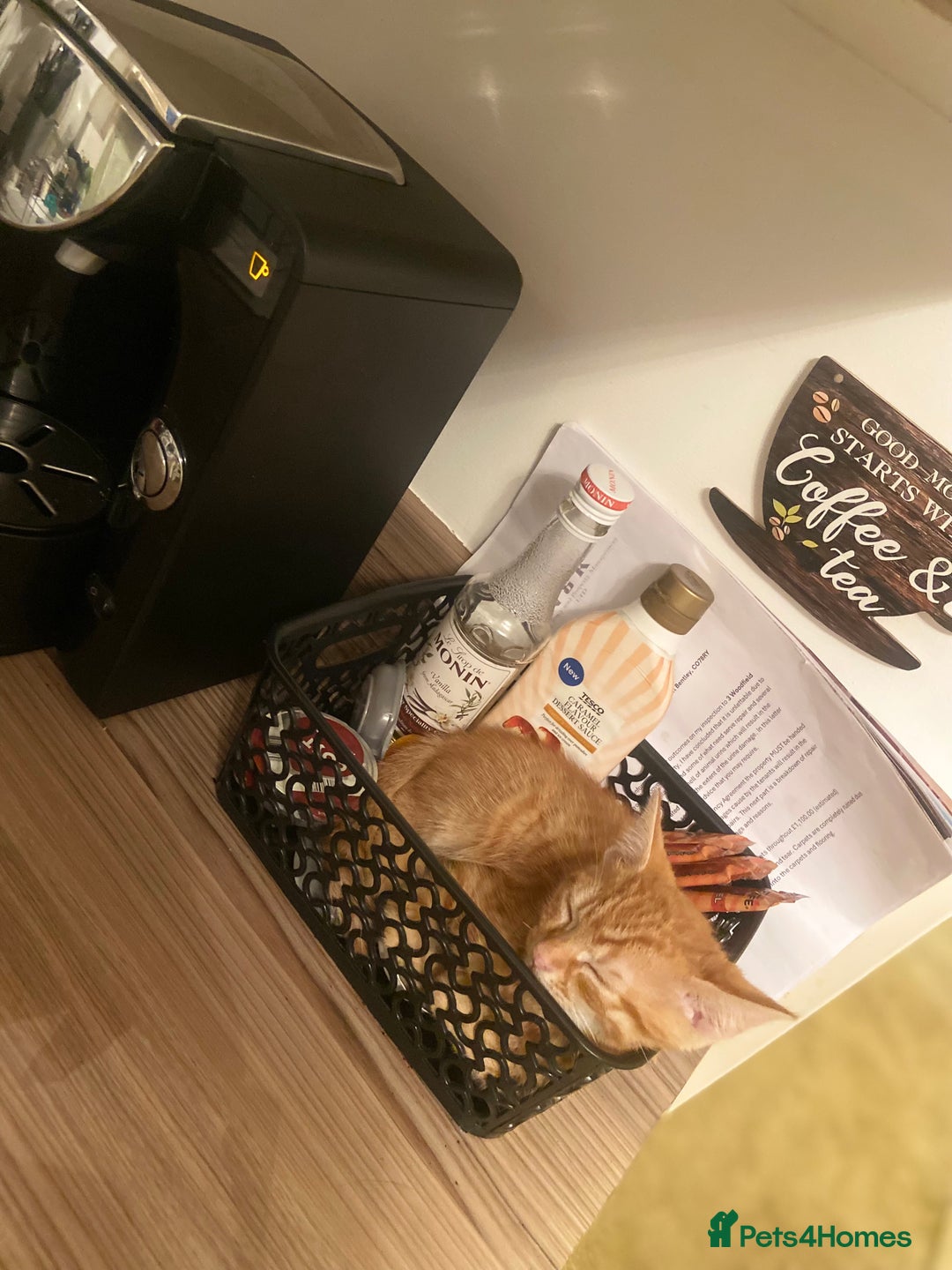 Mixed Breed cats for sale: Ginger and black kitten  - Image 3