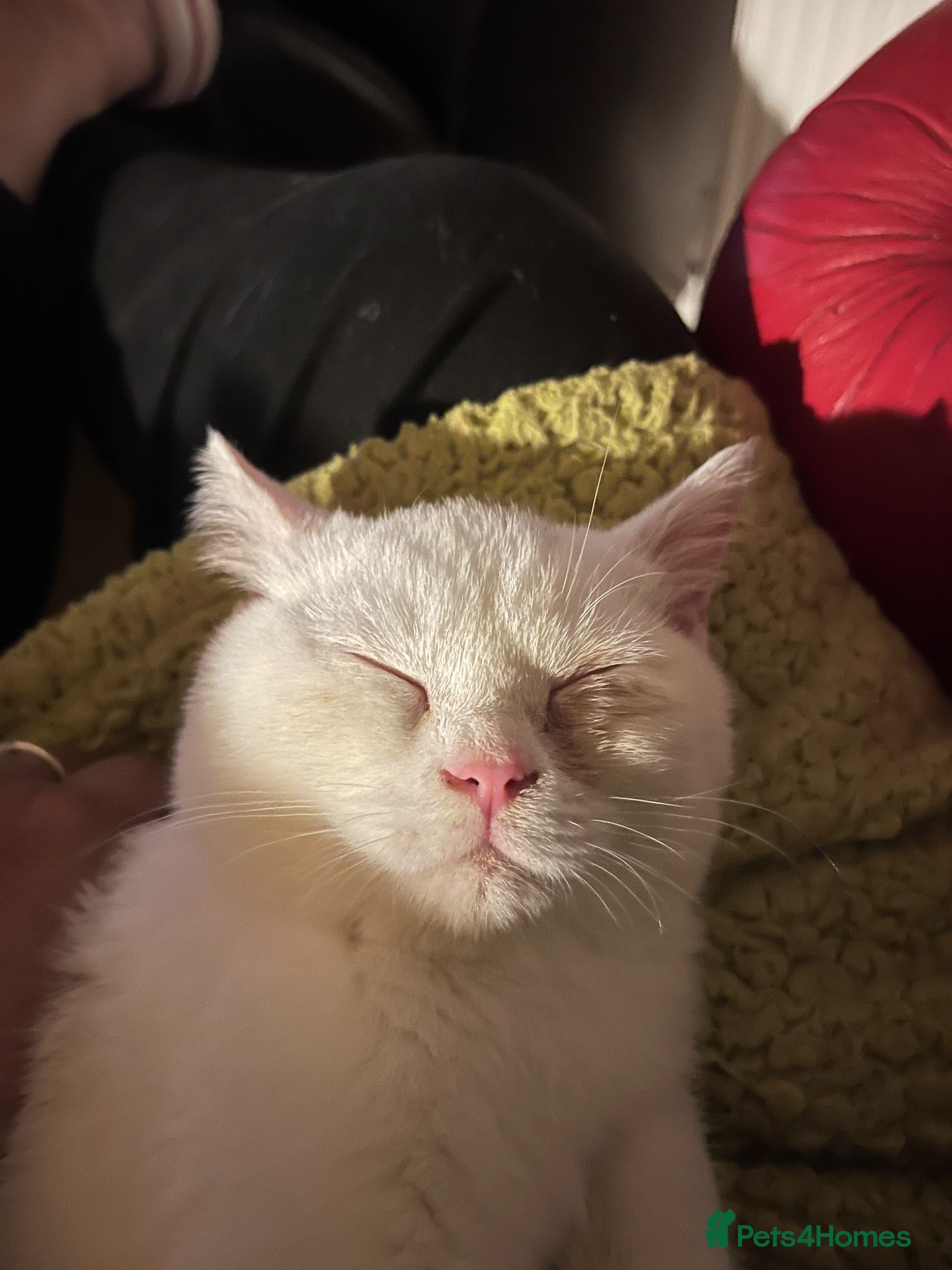 British Shorthair cats for sale: Gccf British Shorthair kittens  - Advert 2
