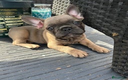 French Bulldog dogs for sale: Danny  - Image 2