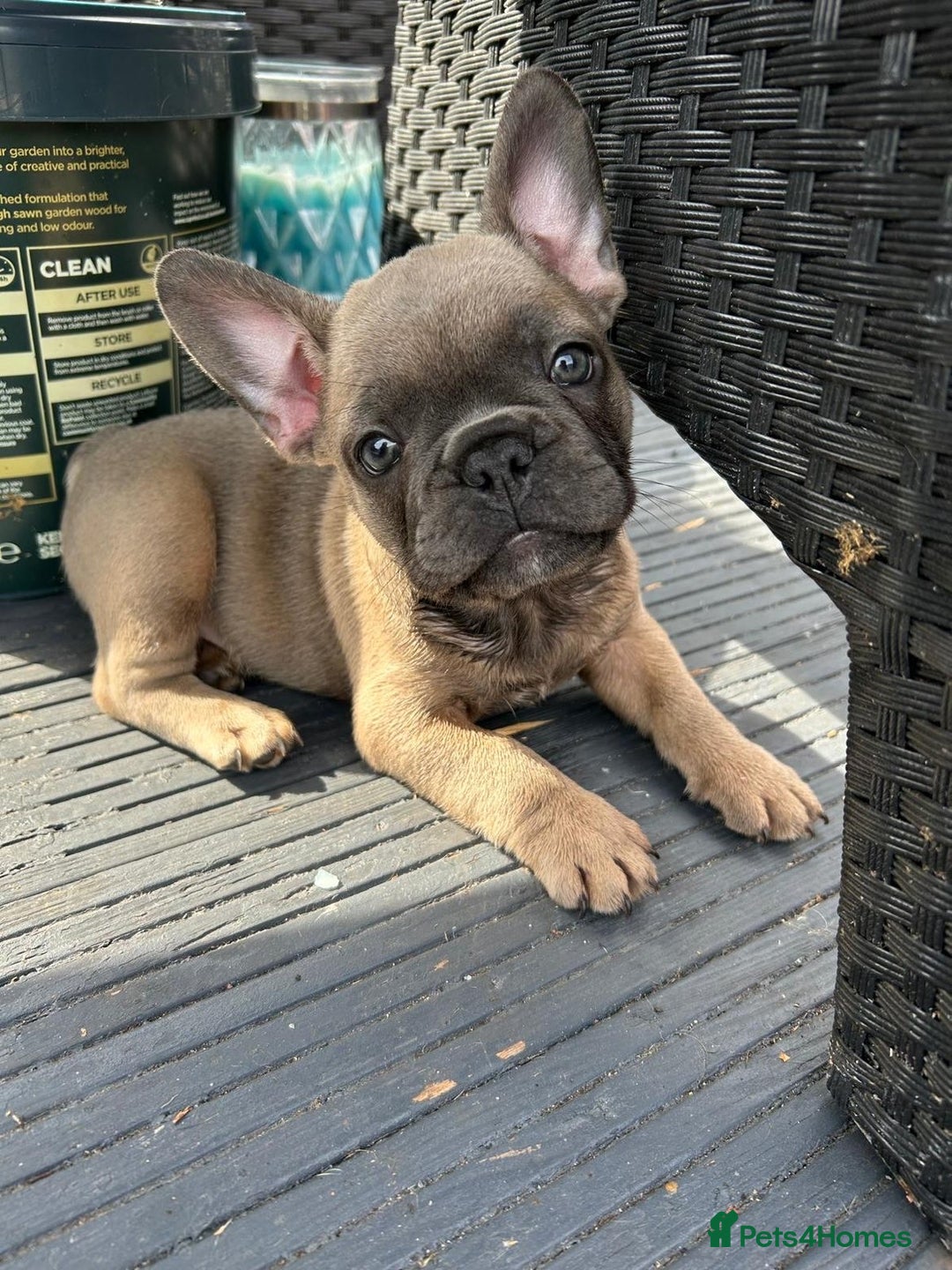 French Bulldog dogs for sale: Danny  - Image 2