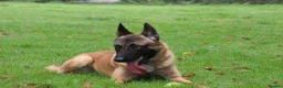 Belgian Shepherd Dog dogs for sale: Belgian Malinois Looking for a Loving Home - Advert 4