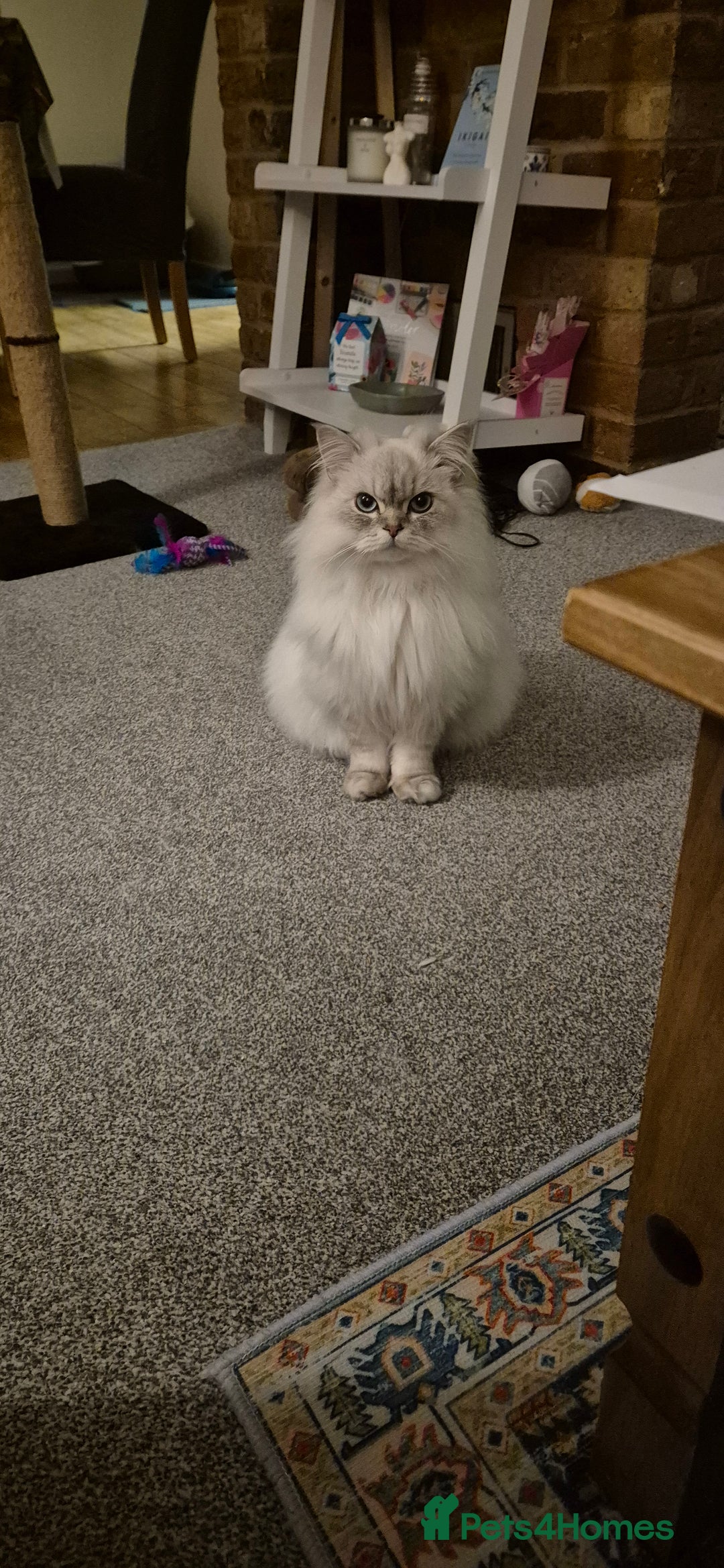 Scottish Fold cats for sale: Scottish Straight Longhair Male Neutered Blue Eyes - Advert 6