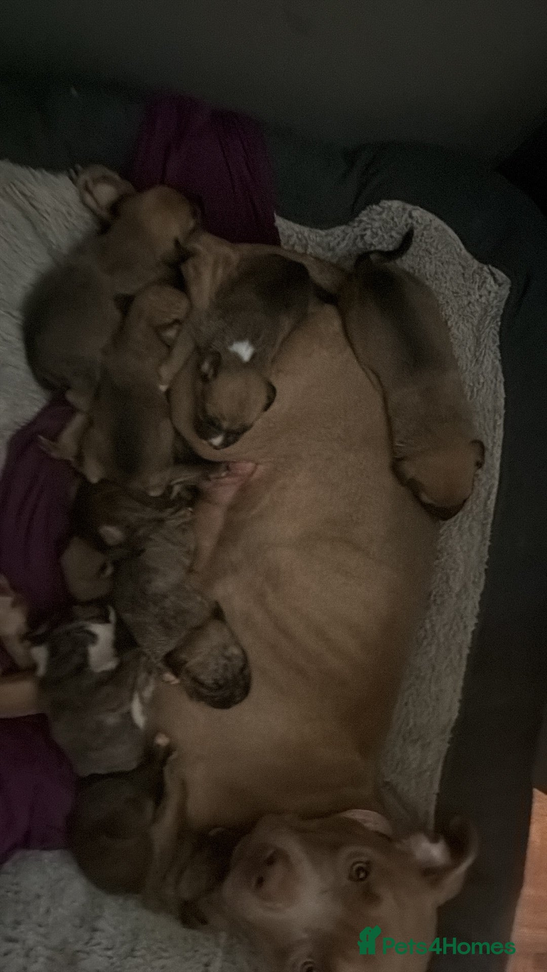 Mixed Breed dogs for sale: Dogs  - Advert 4
