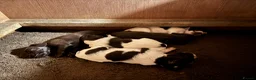 Cocker Spaniel dogs for sale: Stunning , heath tested ,kc reg FTCH cocker pups - Advert 9