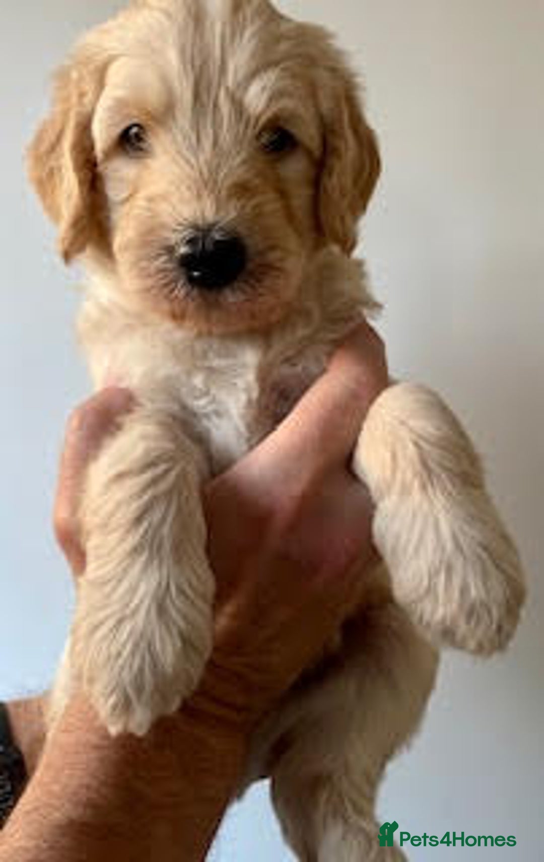 Labradoodle dogs for sale: Lily's Mini's - Multigen Mini Labradoodle Puppies - Image 17