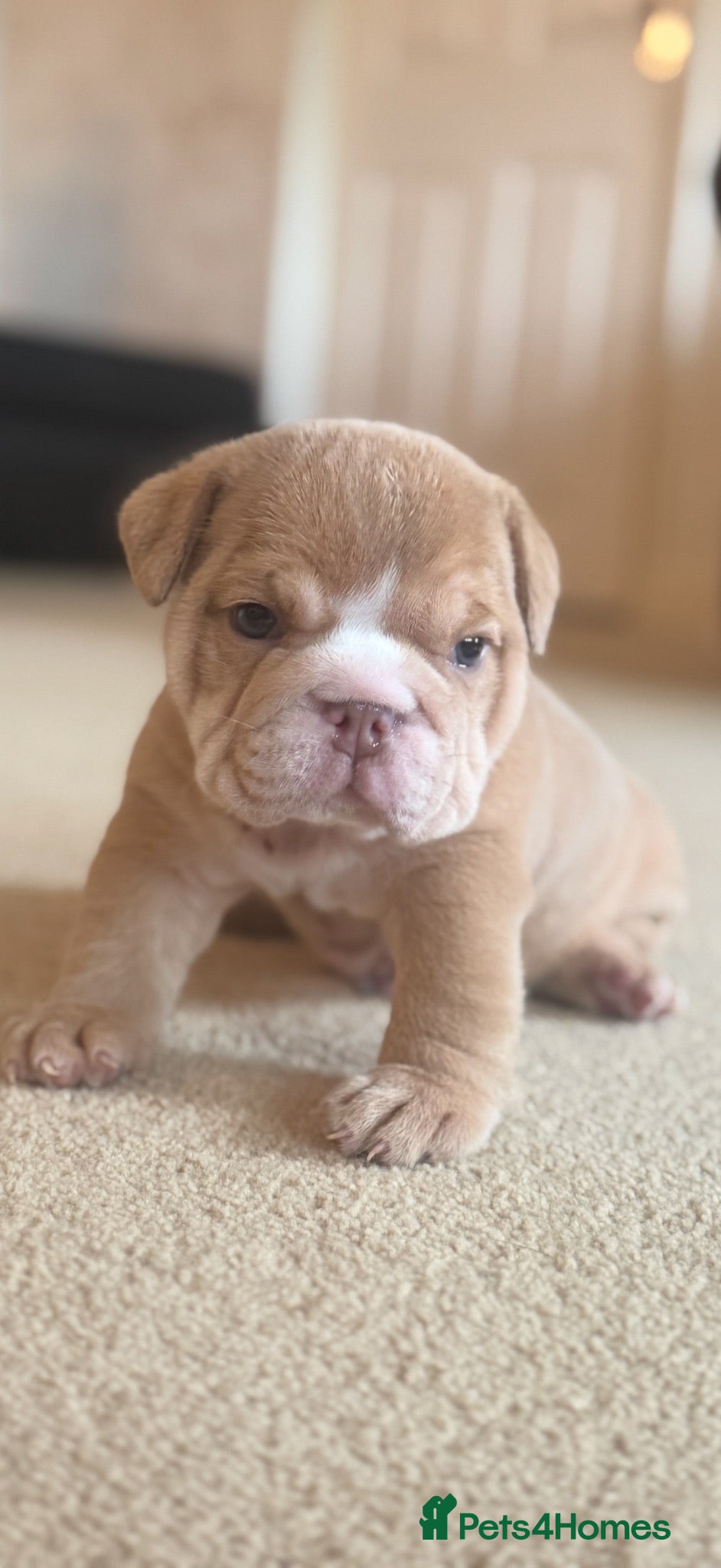 English Bulldog dogs English Bulldog Puppies  - Advert 18