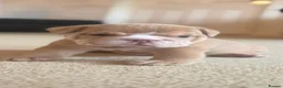 English Bulldog dogs for sale: English Bulldog Puppies  - Advert 11