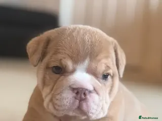 English Bulldog dogs English Bulldog Puppies - Advert 4