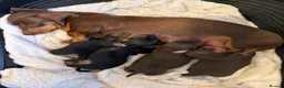 Miniature Dachshund dogs for sale: KC registered pedigree Miniature Dachshund puppies - Advert 3