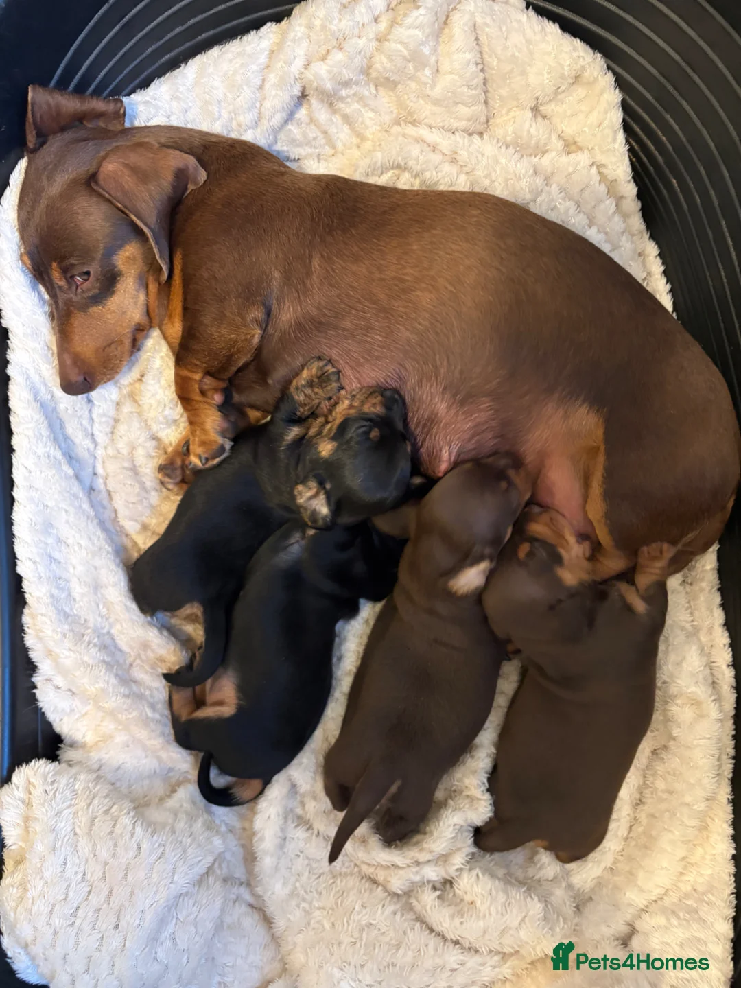 Miniature Dachshund dogs for sale: KC registered pedigree Miniature Dachshund puppies - Advert 3