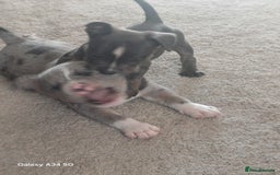 Mixed Breed dogs for sale: Staffy x fluffy french  - Image 2
