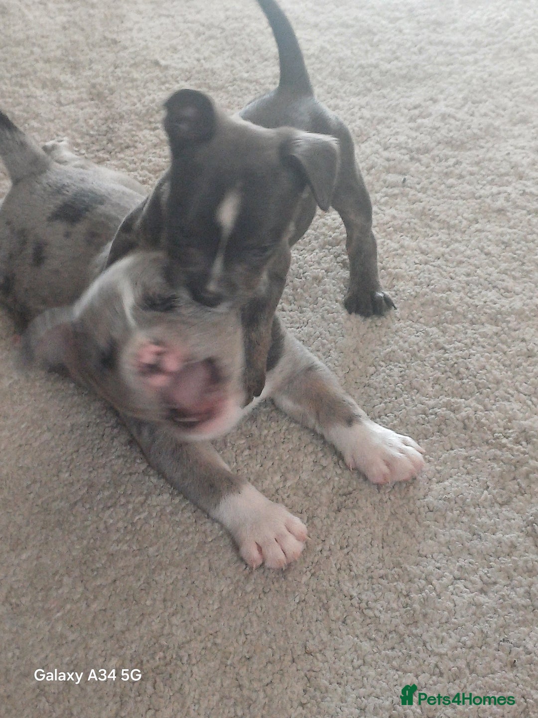 Mixed Breed dogs for sale: Staffy x fluffy french  - Image 2