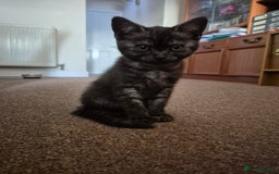 British Shorthair cats for sale: Black Short Haired Tabby Cross Breed Kitten - Image 7