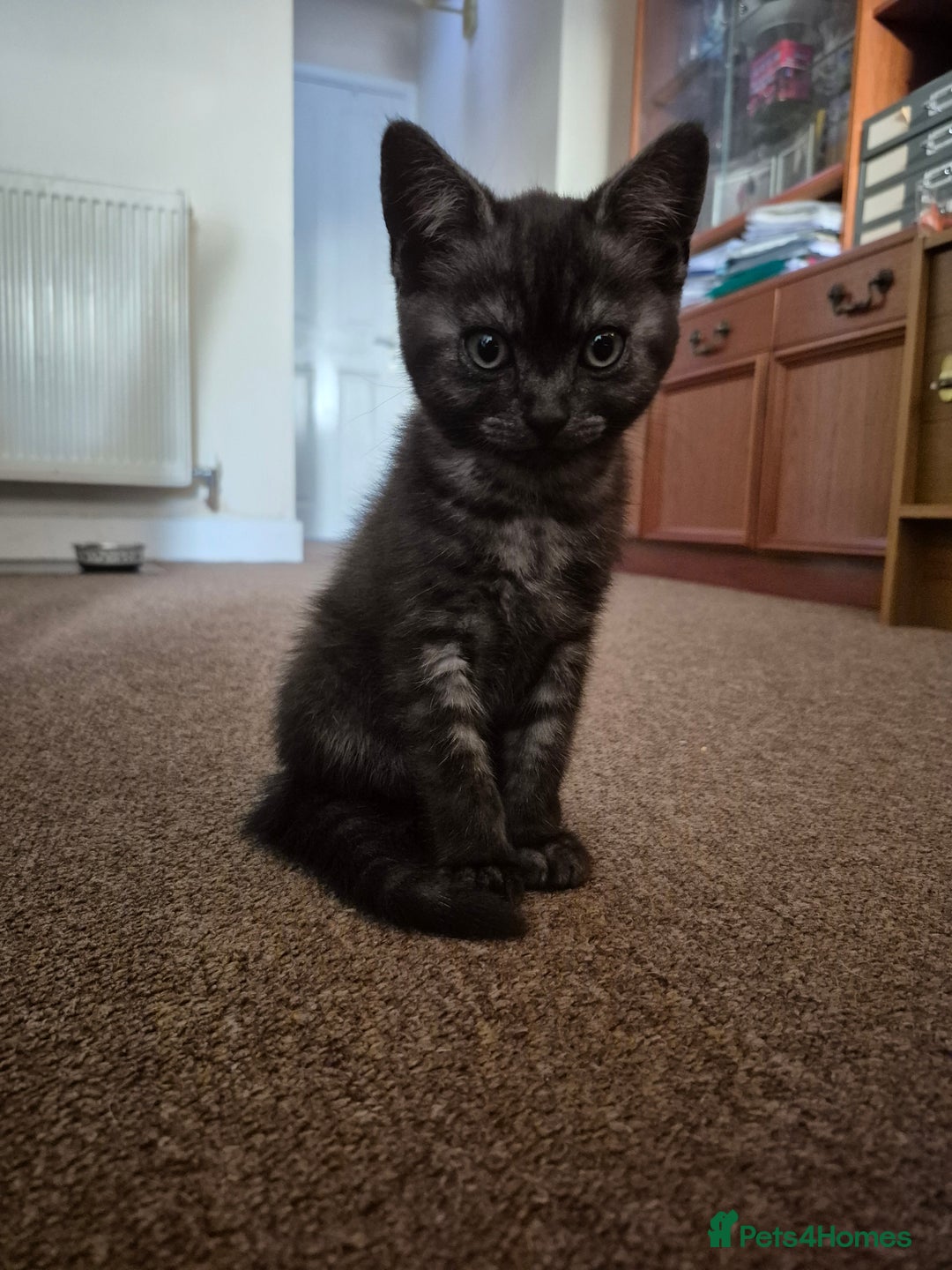 British Shorthair cats for sale: Black Short Haired Tabby Cross Breed Kitten - Image 7
