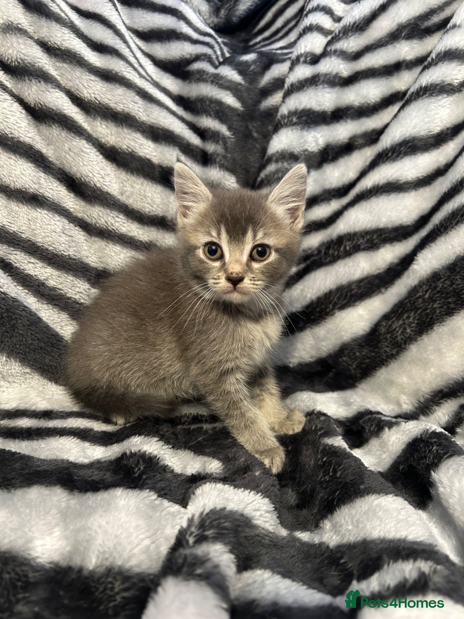 Mixed Breed cats 4 Stunning Siamese Mixed Kittens Available  - Advert 6