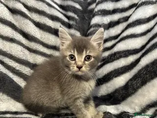 Mixed Breed cats 4 Stunning Siamese Mixed Kittens Available - Advert 6