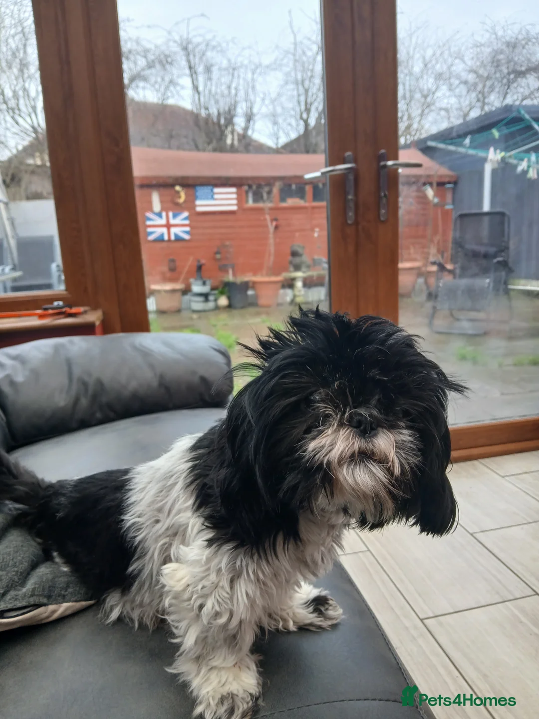 Shih Tzu dogs for sale: 4 Shih-tzu boy puppies for sale 1200/1300 - Advert 3