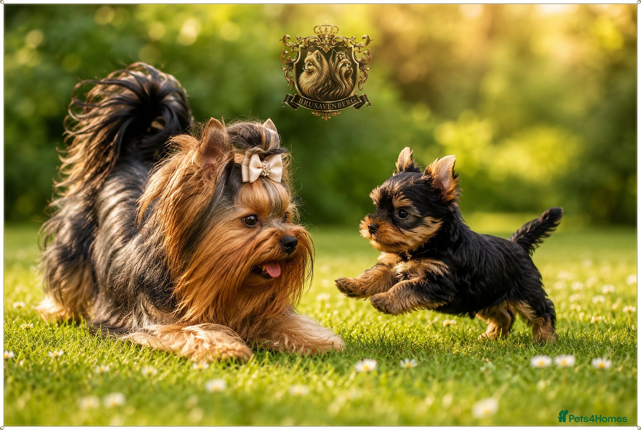 Yorkshire Terrier dogs MINIATURE YORKSHIRE TERRIERS KC PARENTS DNA TESTED - Advert 2
