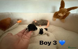 Jack Russell dogs for sale: TRUE ORIGINAL JACK RUSSELL PUPPIES  - Image 7
