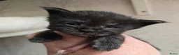 Maine Coon cats for sale: Maine Coon Kittens Russian/European lines - Advert 16