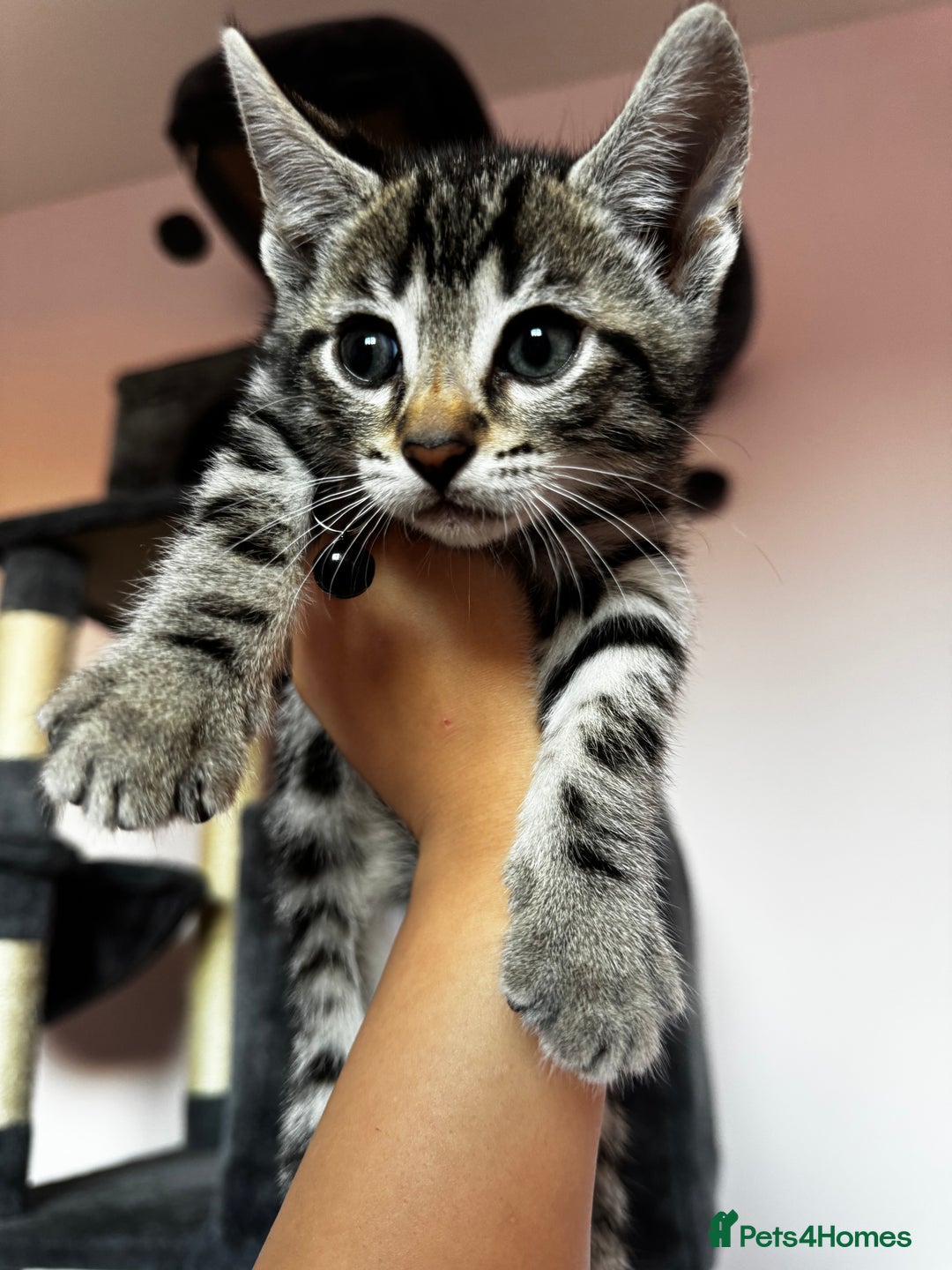 Bengal cats for sale: 🐆✨[REDUCED TO CLEAR!!] LAST THREE PURE BENGAL’S❤️ - Image 40