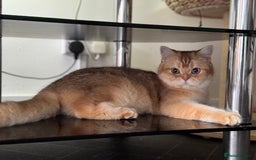 British Shorthair cats for sale: GCCF reg BSH Chocolate and Black Golden Kittens in London - Image 9