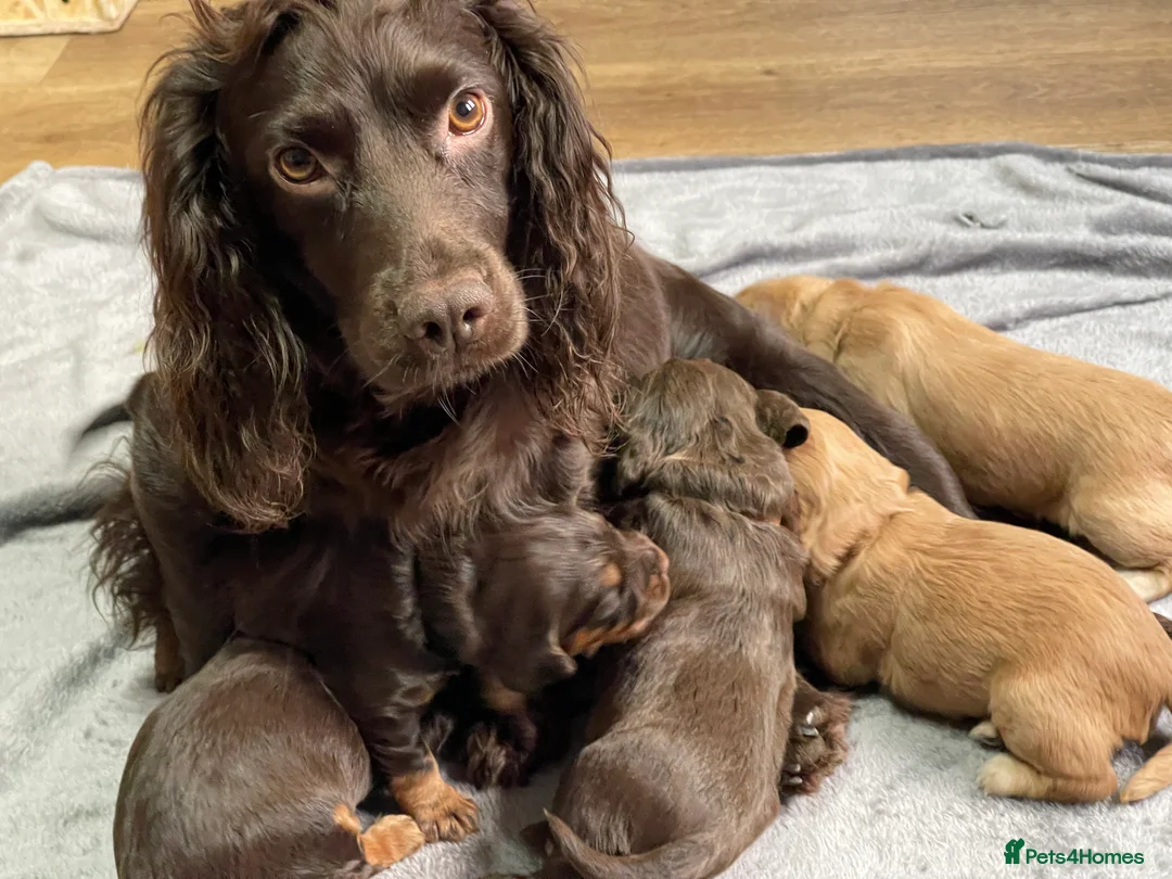 Cocker Spaniel dogs for sale: Working cocker spaniels - Advert 1