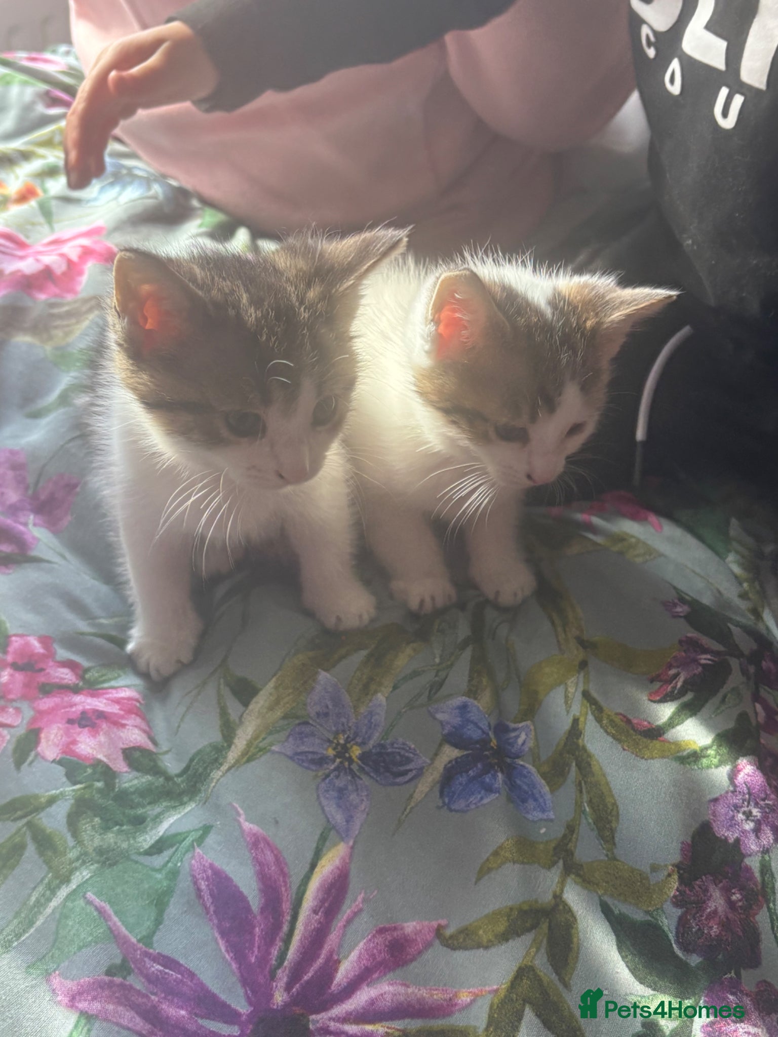 American Shorthair cats  Gorgeous American shorthair babies - Advert 2