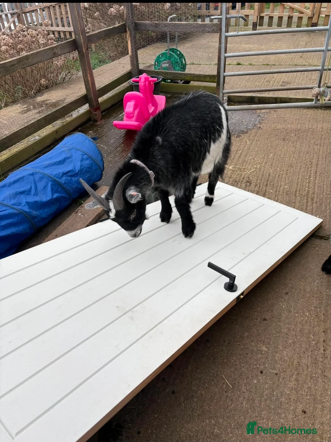 Goats livestock for sale: 2 castrated male goats in Halifax - Advert 3