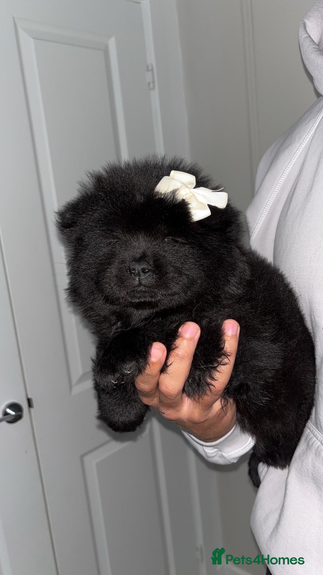 Chow Chow dogs for sale: 5 Gen Pedigree Chow Chow Puppies - Advert 16