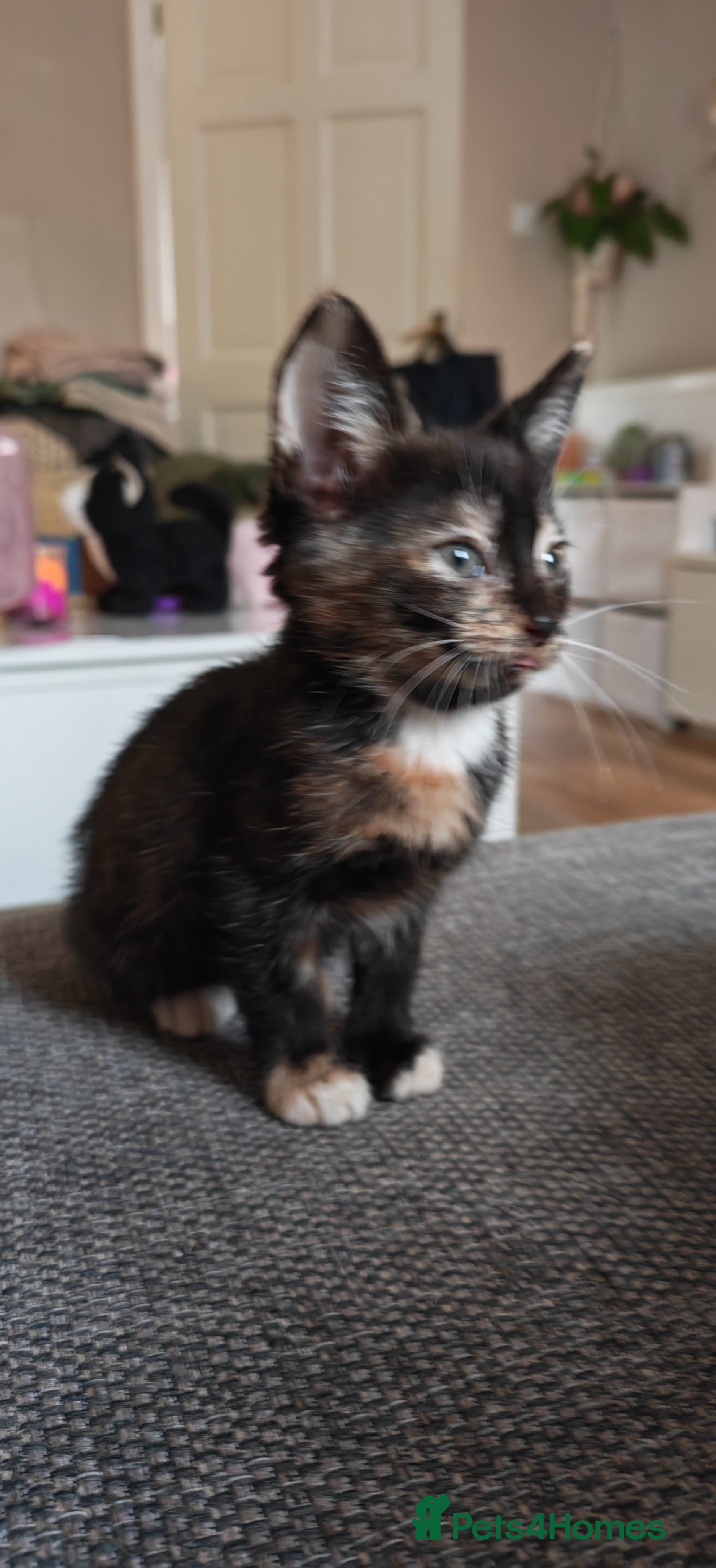 Mixed Breed cats Beautifull kittens - Advert 5