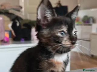 Mixed Breed cats Beautifull kittens - Advert 5