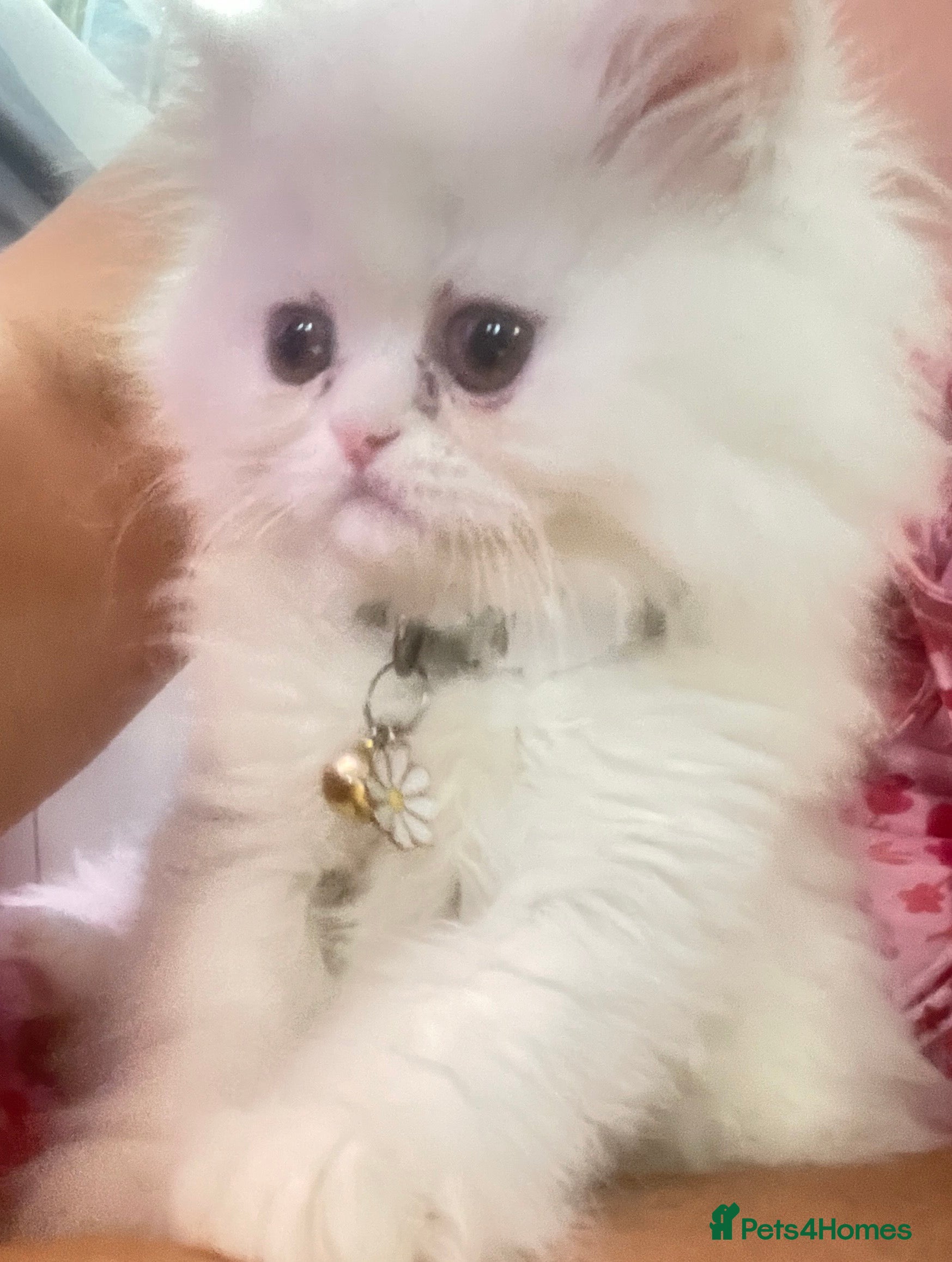 Blue Eyes Olx Cat For Sale Persian Cat White Blue Eyes Price