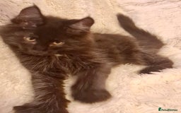 Maine Coon cats for sale: 🌟Ready to leave 4 XL Maine Coons active available - Image 23