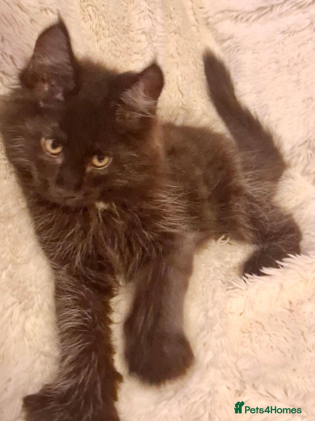 Maine Coon cats for sale: 🌟Ready to leave 4 XL Maine Coons active available - Image 23