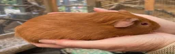 Guinea Pig rodents for sale: Lovely baby guinea pigs  - Advert 14
