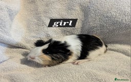Guinea Pig rodents for sale: Baby sheltie and texel guineapigs  - Advert 3