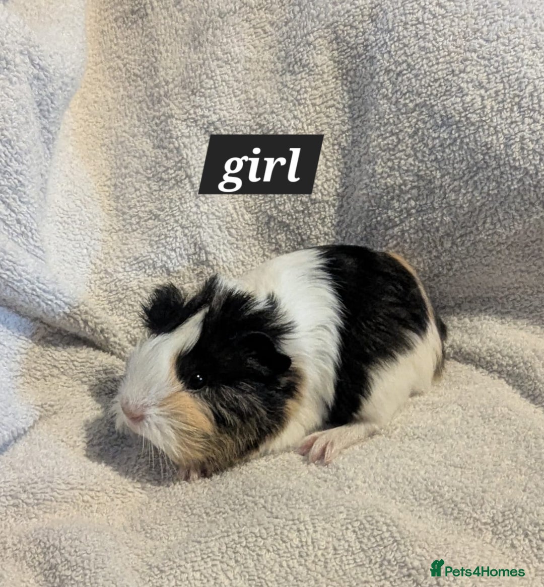 Guinea Pig rodents for sale: Baby sheltie and texel guineapigs  - Advert 3