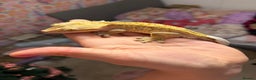 Gecko reptiles for sale: Stunning Male Yellow Patternless Crested Gecko - Advert 1