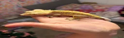 Gecko reptiles for sale: Stunning Male Yellow Patternless Crested Gecko - Advert 1