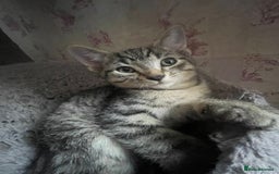 Dwelf cats for sale: Elf Sphynx cross  - Image 4