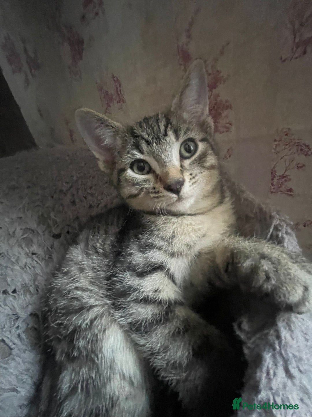 Dwelf cats for sale: Elf Sphynx cross  - Image 4