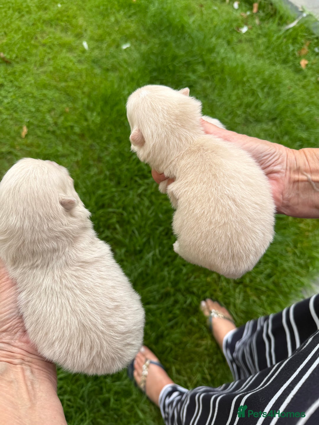 Pomeranian dogs for sale: BEAUTIFUL POMERANIAN PUPPIES  - Image 28