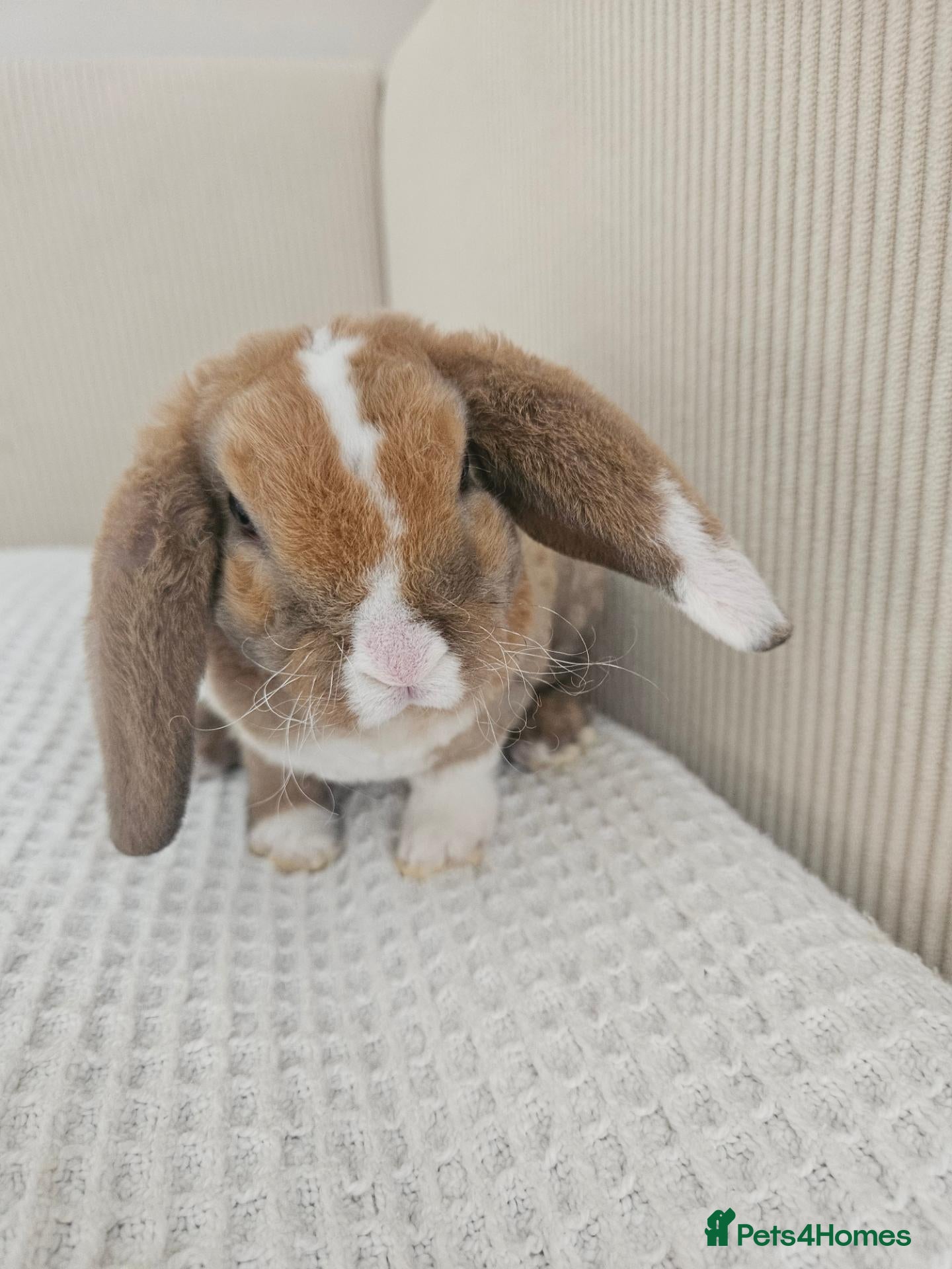 Mini Lop rabbits 🩷Purebred mini plush lop teddy bears🩵🧸 - Advert 2