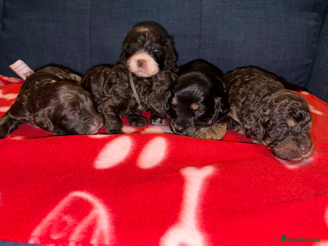 Cockapoo dogs for sale: Stunning health tested F1b cockapoos - Advert 7