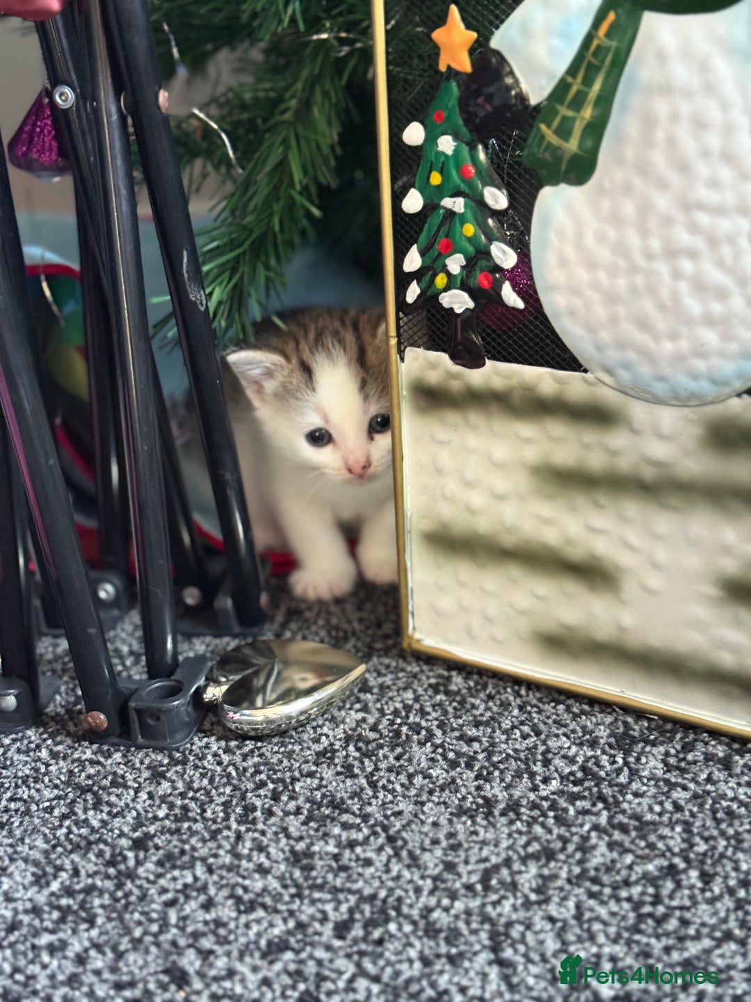 Mixed Breed cats for sale: 4 beautiful kitty’s for sale  - Advert 3