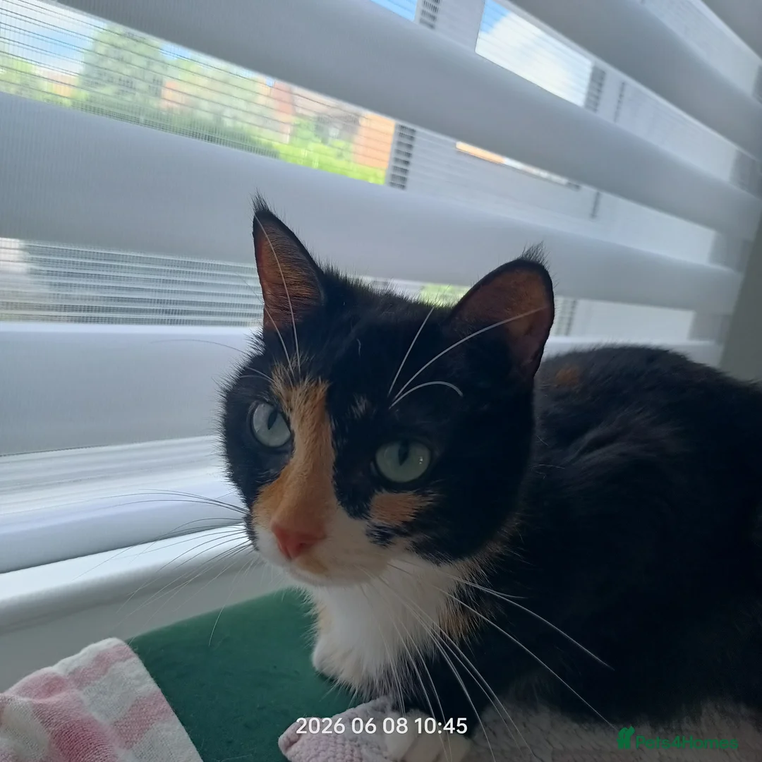 European cats for sale: Adorable Kittens  - Advert 9