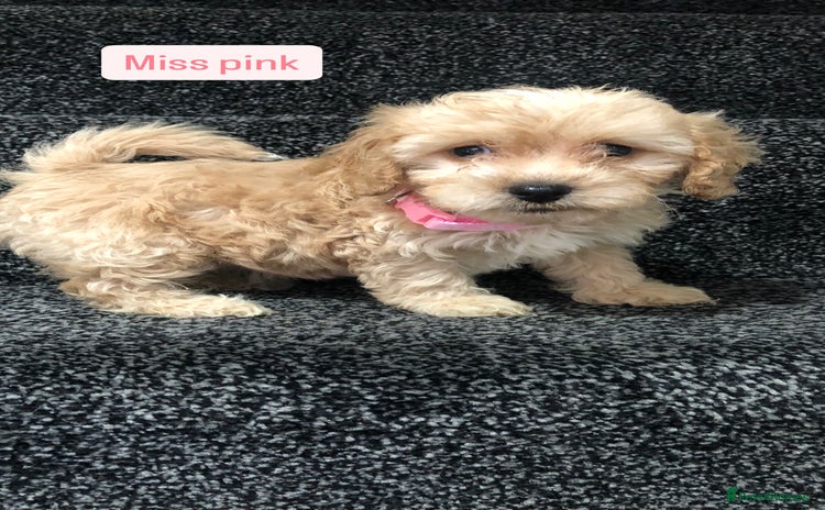 Cockapoo dogs - Advert 1