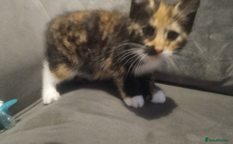 Mixed Breed cats for sale - Advert 1