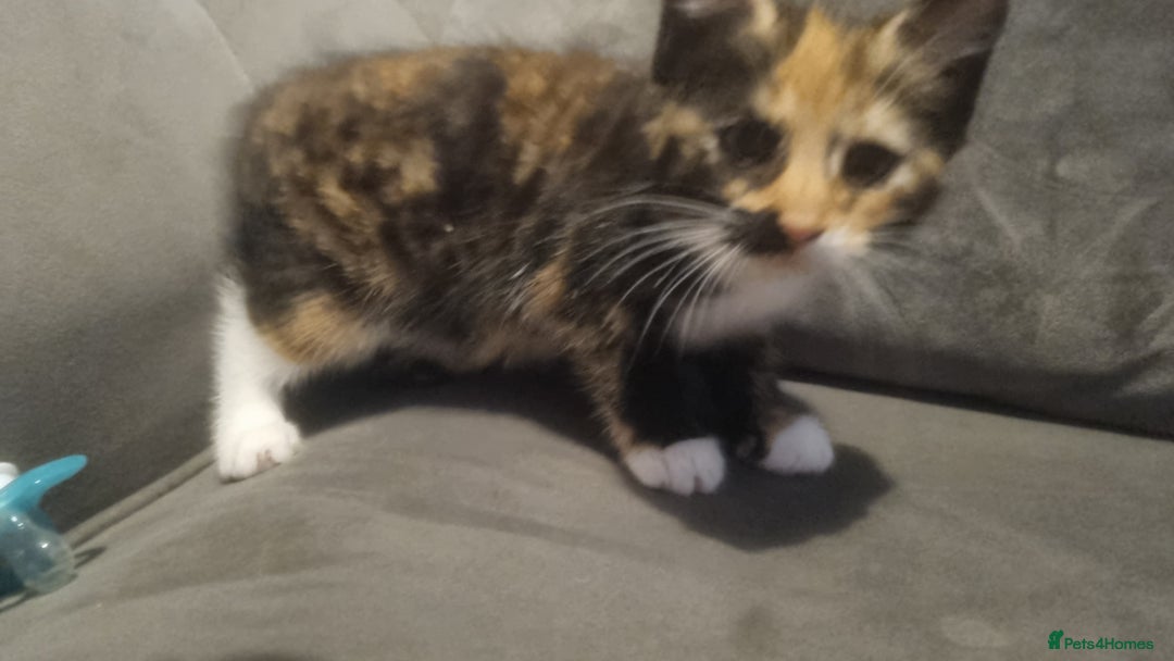 Mixed Breed cats for sale: Kitten - Image 1